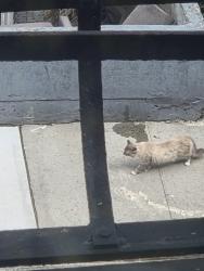 Found/Stray Unknown Cat last seen Near Captian Rivera Playground, The Bronx, NY 10455