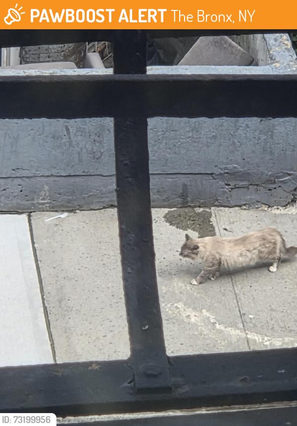 Found/Stray Unknown Cat last seen Near Captian Rivera Playground, The Bronx, NY 10455