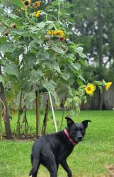 Lost Female Dog last seen Danforth and Jennings, Texas City, TX 77590