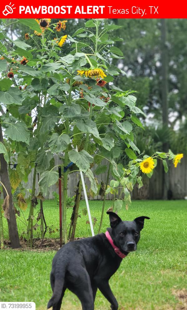 Lost Female Dog last seen Danforth and Jennings, Texas City, TX 77590