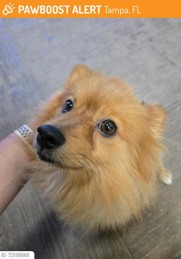 Found/Stray Unknown Dog last seen N Florida Avenue and Fletcher Avenue, Tampa - Cypress Creek Landscape Supply Store, Tampa, FL 33612