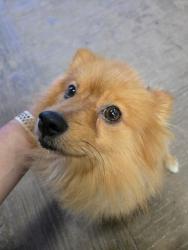Found/Stray Unknown Dog last seen N Florida Avenue and Fletcher Avenue, Tampa - Cypress Creek Landscape Supply Store, Tampa, FL 33612