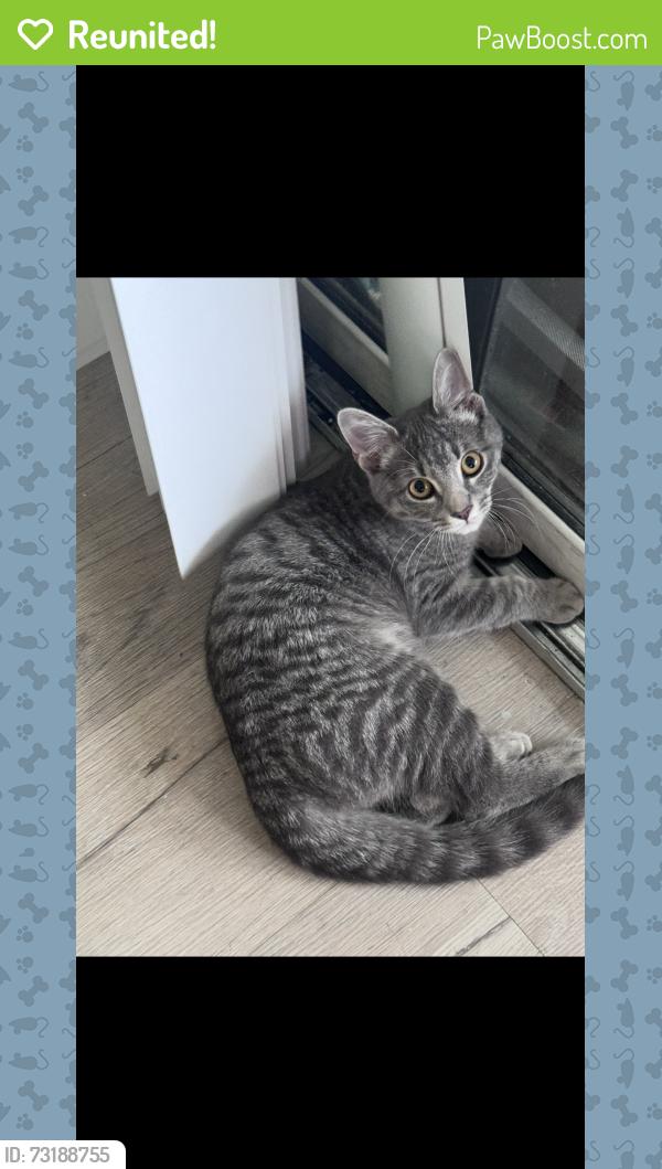 Reunited Female Cat last seen tivoli terrace, Deerfield Beach, FL 33441