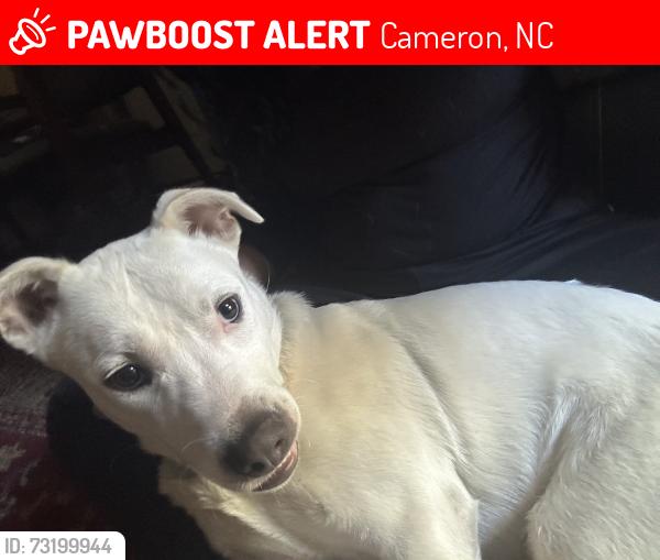 Lost Male Dog last seen NC-24/27, Cameron, NC 28326