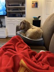 Reunited Female Dog last seen Near Creek View Ln, Conroe, TX 77385