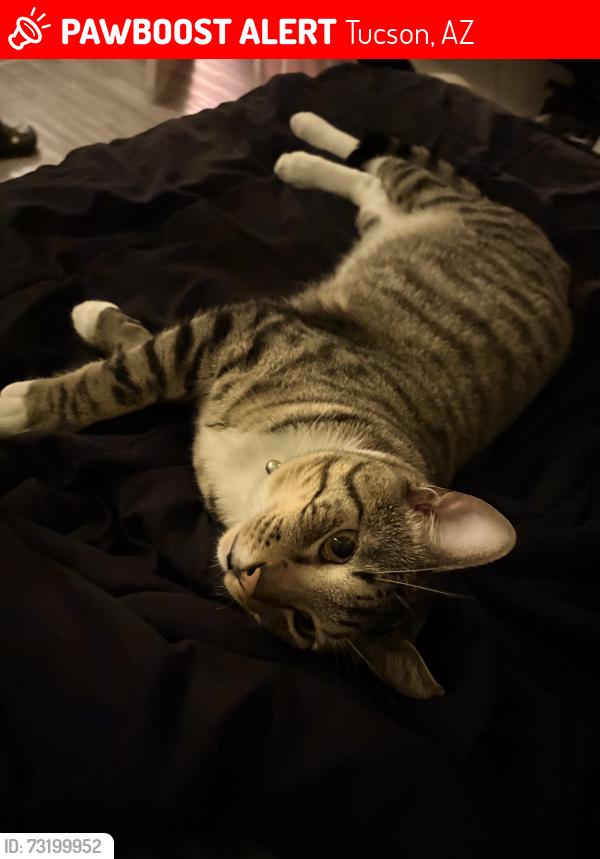 Lost Male Cat last seen Columbus and Speedway, Tucson, AZ 85712