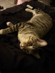 Lost Male Cat last seen Columbus and Speedway, Tucson, AZ 85712