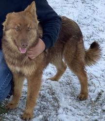 Lost Male Dog last seen Dunn rd, Modesto, CA 95358