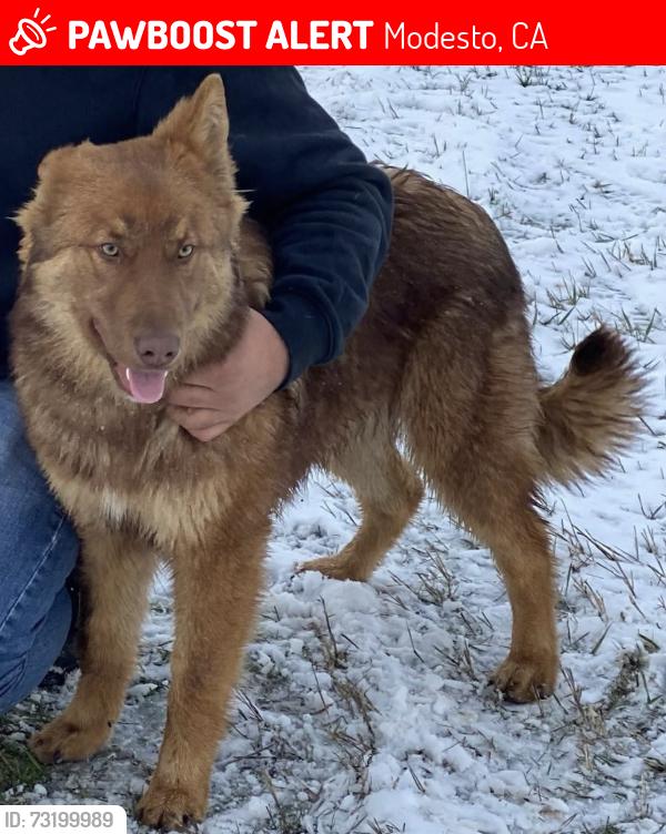 Lost Male Dog last seen Dunn rd, Modesto, CA 95358