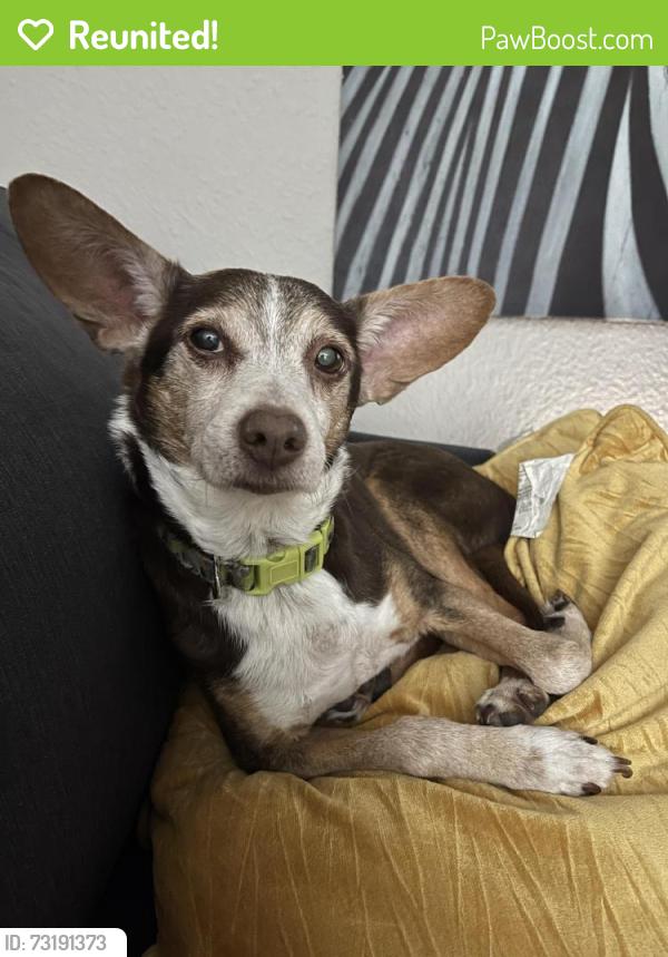 Reunited Male Dog last seen Regency area, Jacksonville, FL 32225