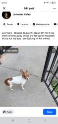 Found/Stray Female Dog last seen greenfield and fenkell, Detroit, MI 48227