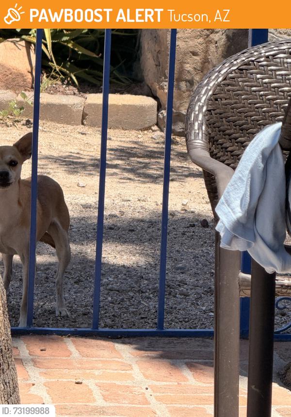 Found/Stray Male Dog last seen Near W Franklin St, Tucson, AZ 85701