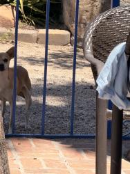 Found/Stray Male Dog last seen Near W Franklin St, Tucson, AZ 85701