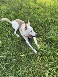 Found/Stray Male Dog last seen Newport News Shipyard, Newport News, VA 23607
