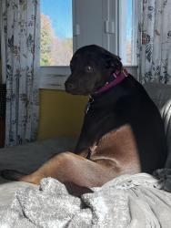 Reunited Female Dog last seen Annapolis Rock Rd, Annapolis Rock Rd, MD 20882