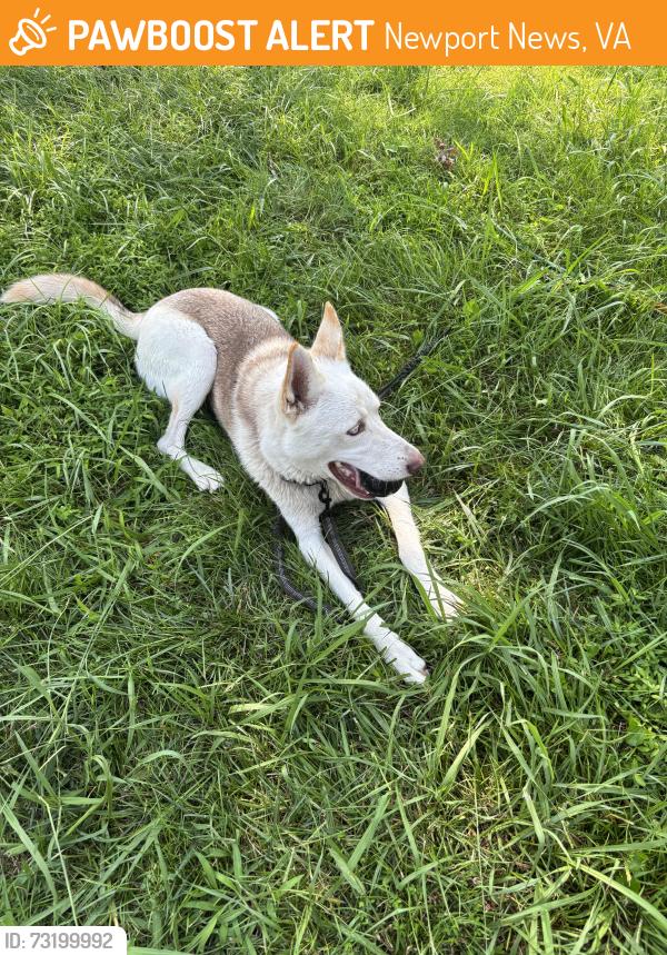 Found/Stray Male Dog last seen Newport News Shipyard, Newport News, VA 23607