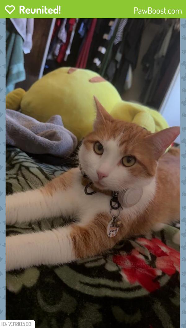 Reunited Male Cat last seen Near Pala Vista Dr, Vista, CA 92083