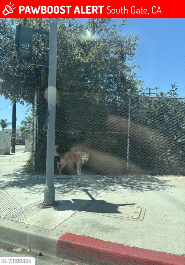 Lost Male Dog last seen Otis & Southern, South Gate, CA 90280