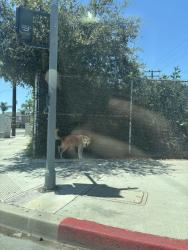 Lost Male Dog last seen Otis & Southern, South Gate, CA 90280