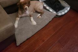 Reunited Male Dog last seen Redondo dr and wisteria way, McKinney, TX 75071