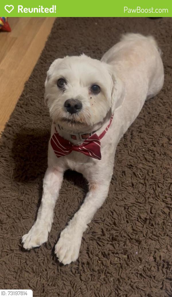 Reunited Male Dog last seen La Sierra and Collett, Riverside, CA 92505