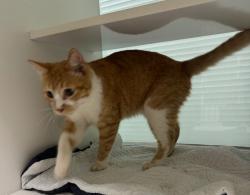 Shelter Stray Male Cat last seen Midwest City, 8485 E Reno Ave, Midwest City, OK 73110, USA