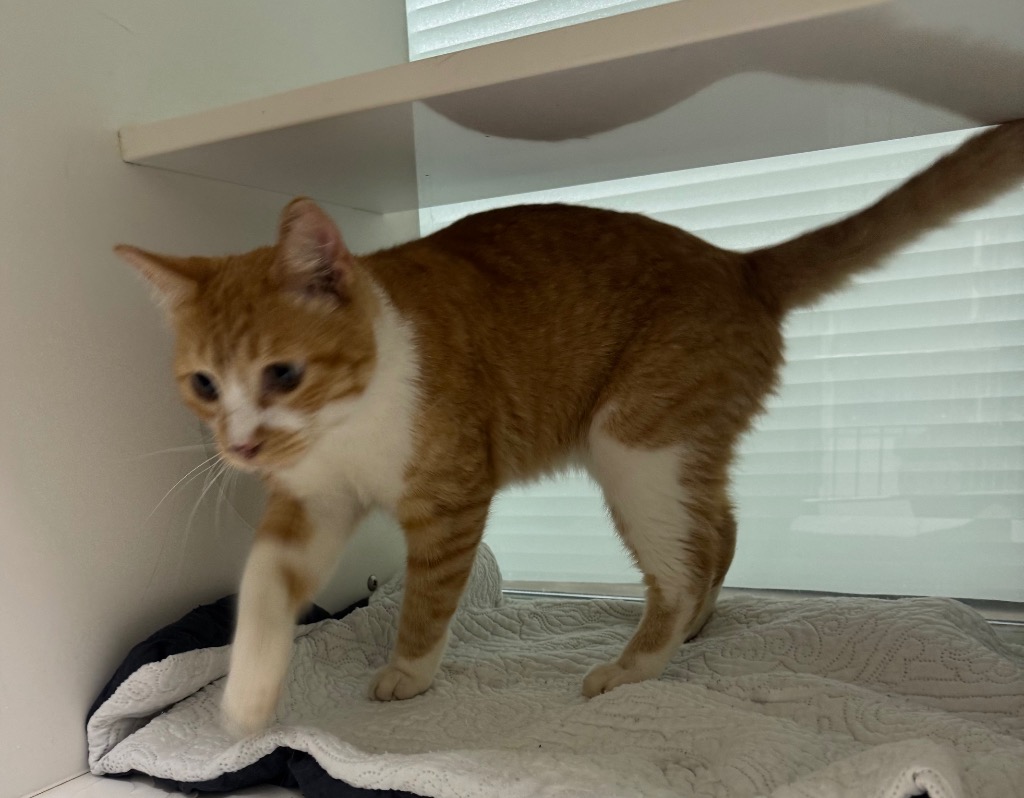 Shelter Stray Male Cat last seen Midwest City, 8485 E Reno Ave, Midwest City, OK 73110, USA
