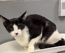 Shelter Stray Female Cat last seen Midwest City, 8485 E Reno Ave, Midwest City, OK 73110, USA