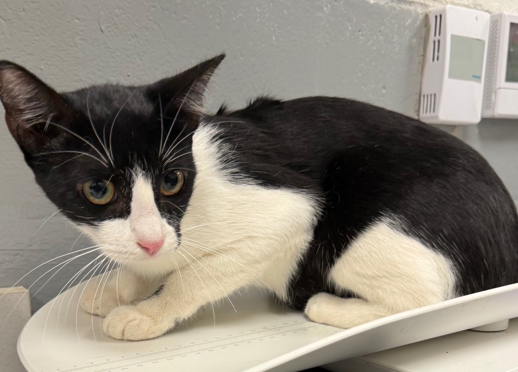 Shelter Stray Female Cat last seen Midwest City, 8485 E Reno Ave, Midwest City, OK 73110, USA