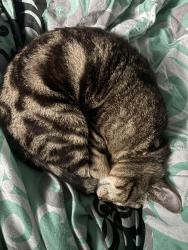 Lost Male Cat last seen Southfield and, Southport, IN 46227