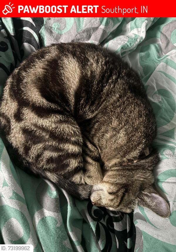 Lost Male Cat last seen Southfield and, Southport, IN 46227