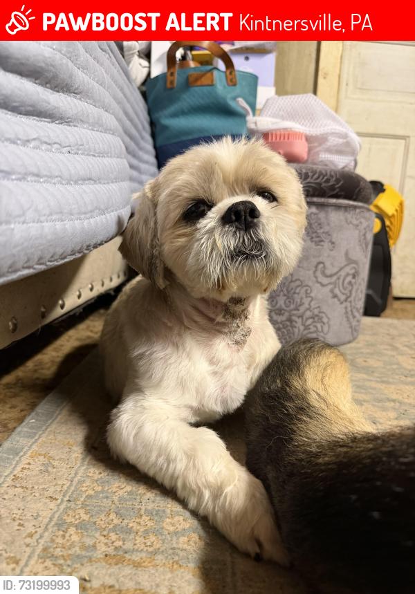 Lost Male Dog last seen Buckwampum & Gallows Hill Road, Kintnersville, PA 18930