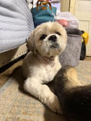 Lost Male Dog last seen Buckwampum & Gallows Hill Road, Kintnersville, PA 18930