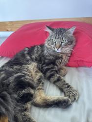 Reunited Male Cat last seen Jervis st/ stovold ln intersection, Vancouver, BC V6E 2B5