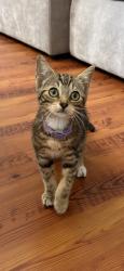 Found/Stray Female Cat last seen Trump st, Shadowglen Drive, North Charleston, SC 29420