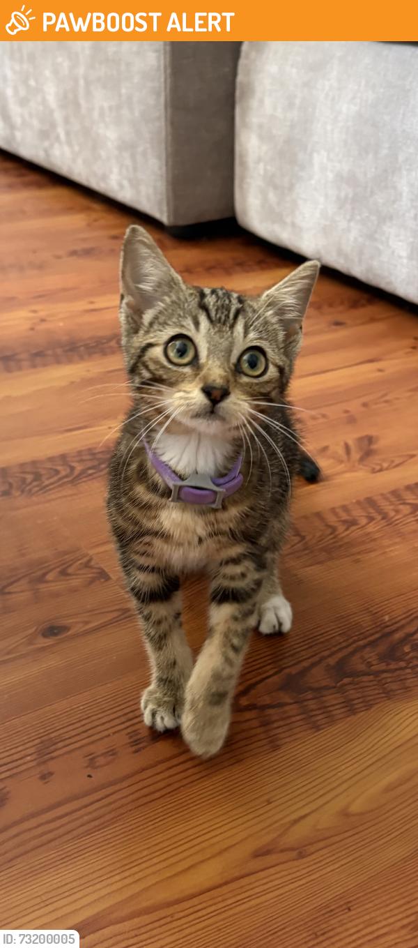 Found/Stray Female Cat last seen Trump st, Shadowglen Drive, North Charleston, SC 29420