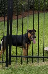 Found/Stray Male Dog last seen The Tournament Golf Course on South Millbend in Grogans Mills, The Woodlands, TX 77380