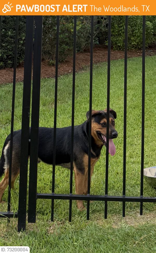 Found/Stray Male Dog last seen The Tournament Golf Course on South Millbend in Grogans Mills, The Woodlands, TX 77380