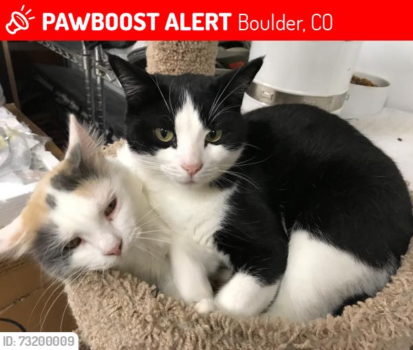 Lost Male Cat last seen 76th and baseline rd boulder colorado 80303, Boulder, CO 80303
