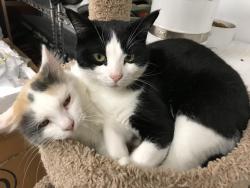Lost Male Cat last seen 76th and baseline rd boulder colorado 80303, Boulder, CO 80303