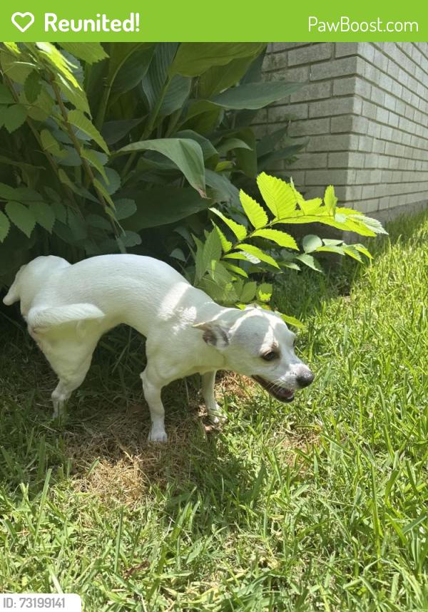 Reunited Male Dog last seen Melrose with Custer, Richardson, TX 75080