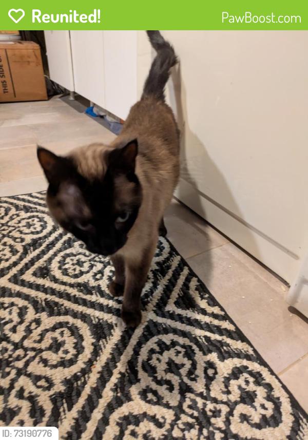 Reunited Male Cat last seen Taft Hill Road, Fort Collins, CO 80526