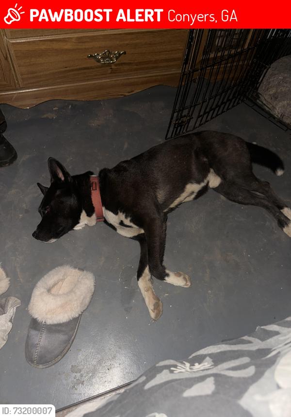 Lost Male Dog last seen Near hunting creek ln se conyers ga 30013, Conyers, GA 30013