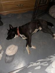 Lost Male Dog last seen Near hunting creek ln se conyers ga 30013, Conyers, GA 30013