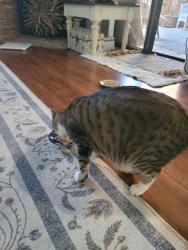 Reunited Female Cat last seen Lake Elizabeth, Fremont, CA 94536