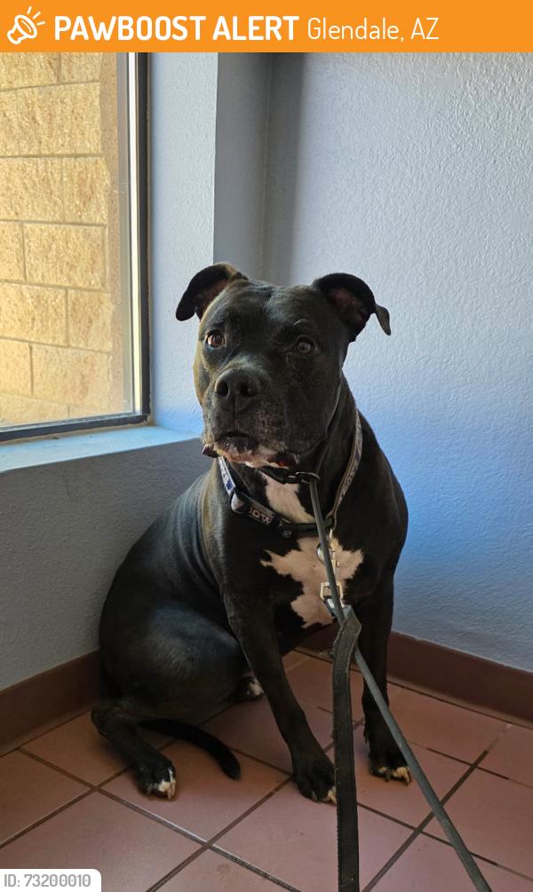 Found/Stray Female Dog last seen 110th Ave and Glendale Ave, Glendale, AZ 85307