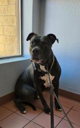Found/Stray Female Dog last seen 110th Ave and Glendale Ave, Glendale, AZ 85307