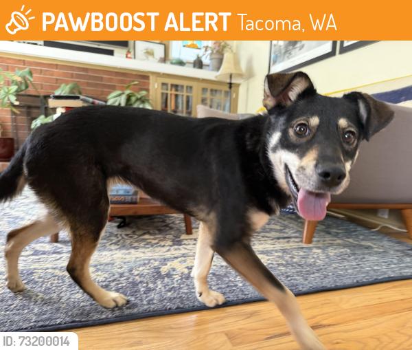 Found/Stray Female Dog last seen A street near 86th street and Larchmont Elementary (field side), Tacoma, WA 98445