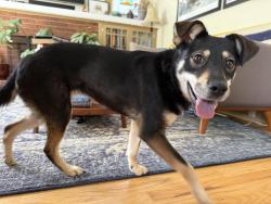 Found/Stray Female Dog last seen A street near 86th street and Larchmont Elementary (field side), Tacoma, WA 98445