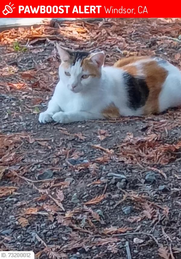 Lost Female Cat last seen Orion at Erika Dr. Windsor Ca 95492, Windsor, CA 95492